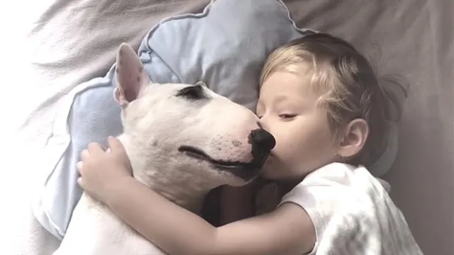 YouTube Viral: Niño y su perro conmueven a miles de usuarios por su manera peculiar de dormir [VIDEO] 