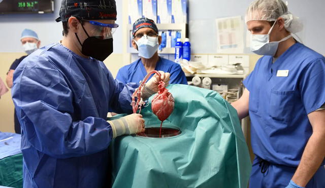 Corazón de cerdo modificado genéticamente que fue trasplantado a un hombre de 57 años. Foto: University of Maryland School of Medicine