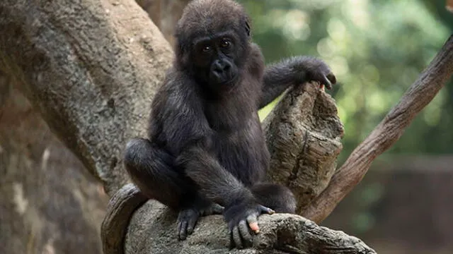 Anaka cumplió seis años y el zoológico de Atlanta publicó sus fotografía en Facebook. Foto: Zoo de Atlanta.