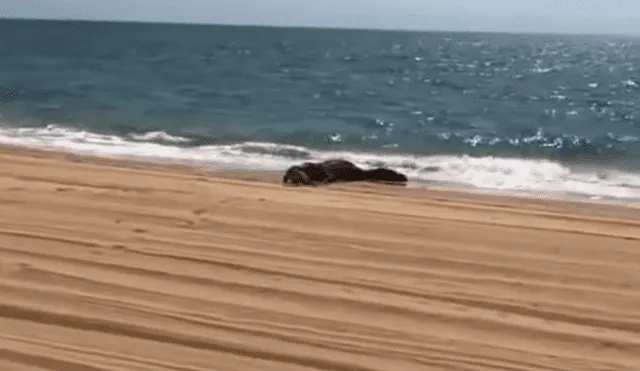 Un video viral de Facebook registró el temible encuentro de un bañista con un gigantesco cocodrilo en la orilla del mar.