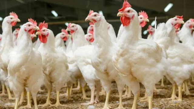 Perú ocupa el cuarto puesto en producción de pollos en Latinoamérica