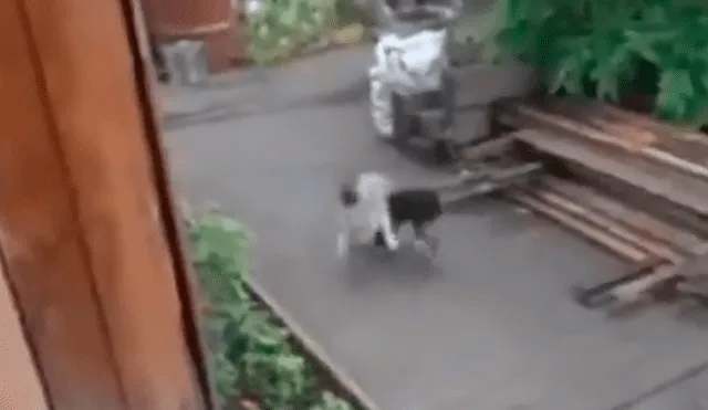 Facebook viral: perro quería evitar una pelea callejera de un gato y lo cargó hasta su casa [VIDEO]