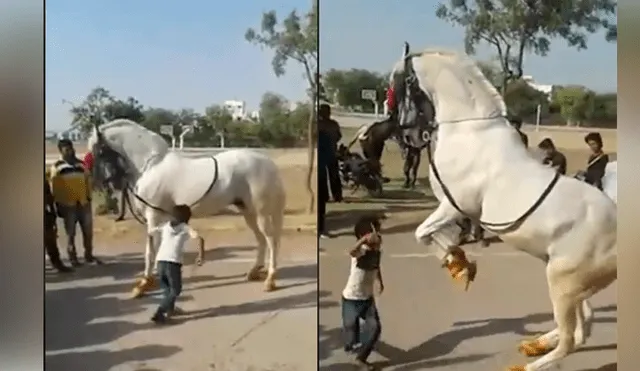 Facebook: caballo baila cumbia con un niño y sus pasos impresionan [VIDEO]