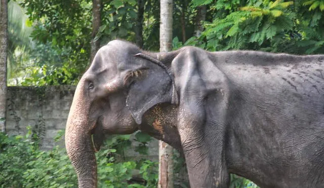 Tikiri: una elefanta víctima de maltrato animal fallece a los 70 años