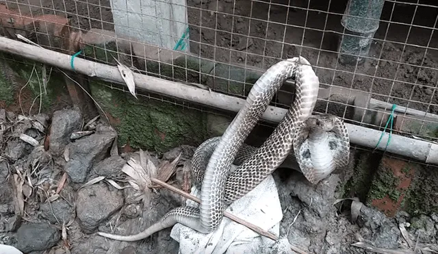 El video viral de Facebook muestra el momento en que un granjero arriesga su vida para salvar a una serpiente y ocurre lo inesperado.