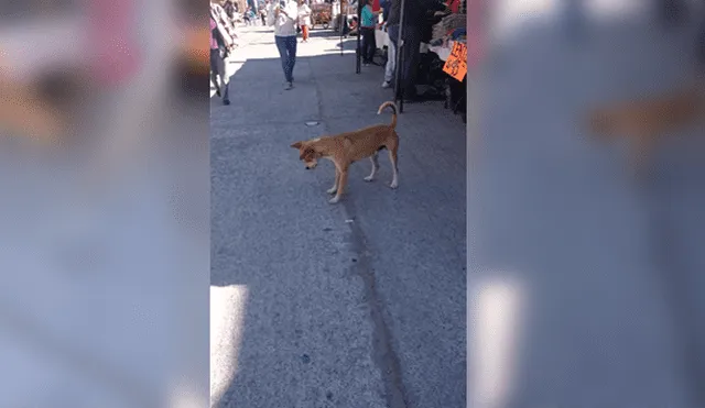 Video es viral en Facebook. Miles se encariñaron con este simpático perro callejero que fue captado divirtiéndose con el reflejo de la luz. Foto: Captura.