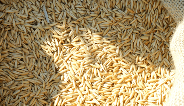 arroz cáscara