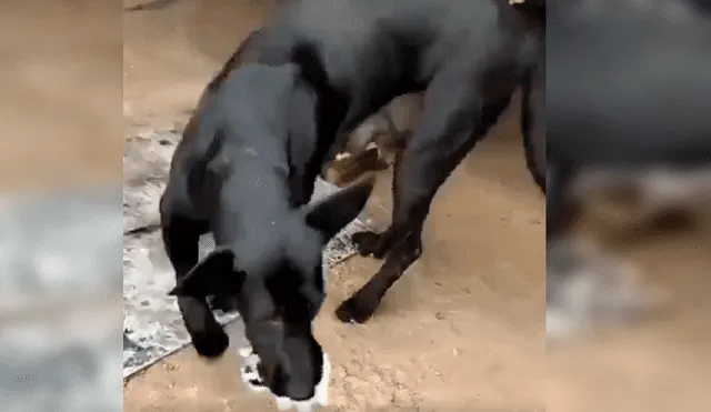 Video es viral en YouTube. El can se percató del indefenso animal y lo llevó hasta su refugio para alimentarlo junto a otro gato y su cachorro recién nacido