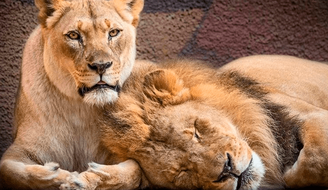 Hubert y Kalisa ya habían sobrepasado considerablemente el promedio de vida de un león en cautiverio. Foto: Infobae