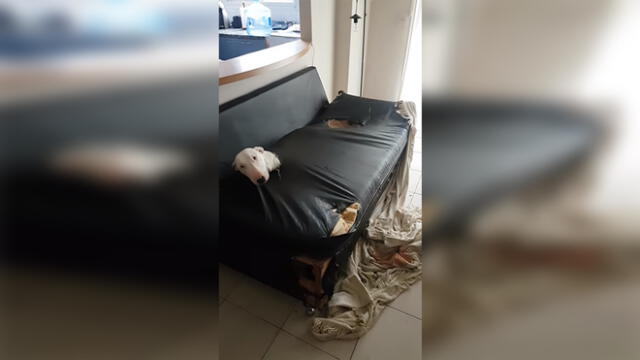YouTube: Perro hace travesura, pero cuando quiere ocultarlo le sale todo mal [VIDEO]