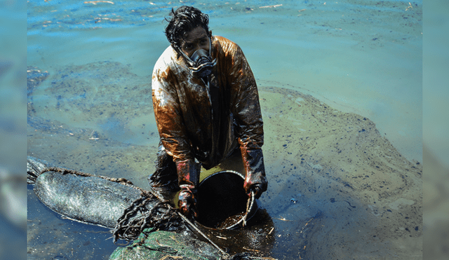 Voluntarios vienen trabajando para extraer el aceite. Foto: AFP