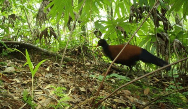 La paloma-faisán de nuca negra solo vive en la isla Fergusson, en el archipiélago D’Entrecasteaux (Nueva Guinea). Foto: Doka Nason / American Bird Conservancy