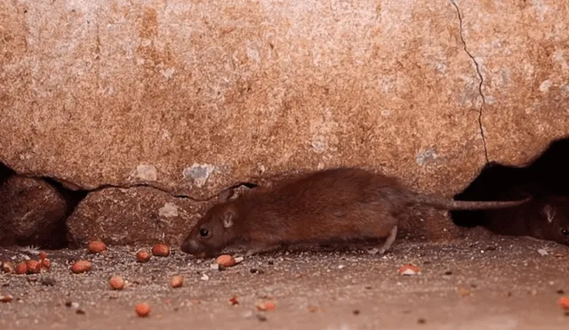 YouTube: ¿Conoces el 'Templo de las ratas' de la India? Aquí la sorprendente historia de este santuario