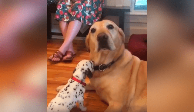 Desliza las imágenes para conocer el comportamiento de un perro al estar junto a la nueva mascota de su dueño.