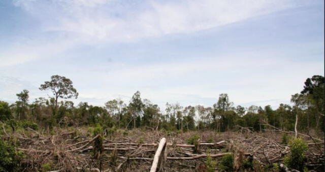 En el 2015 nuestro país perdió 156 mil hectáreas de bosques amazónicos