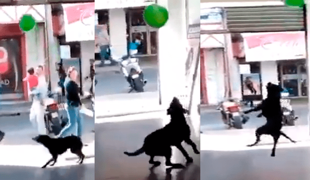 Vía Facebook: Perro encuentra globo en la calle y esta es su asombrosa reacción [VIDEO]