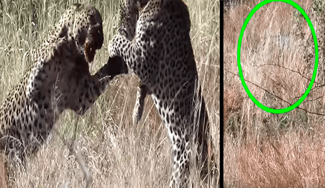 Video se viralizó en YouTube. Un enorme leopardo cazó un jabalí para saciar su hambre, sin sospechar que su “enemigo” se aparecería para distraerlo con sus ataques.