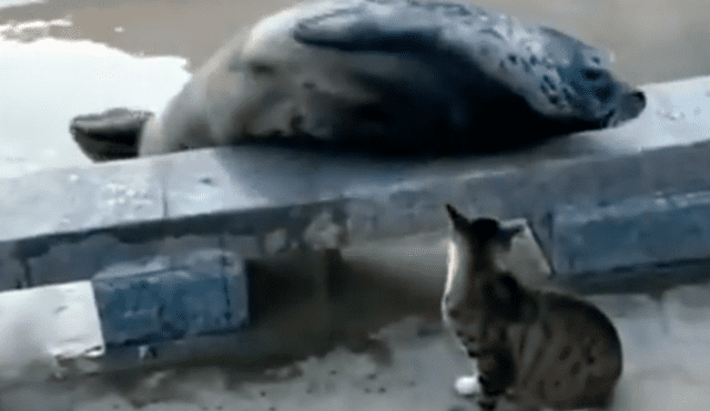 Facebook viral: cobarde foca finge su muerte para que gato no le siga golpeando [VIDEO]