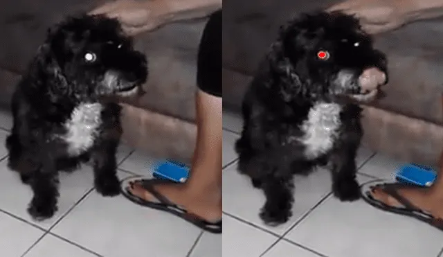 Facebook: quiere cantar con su perro, este se enfurece y todo termina de la peor forma [VIDEO]