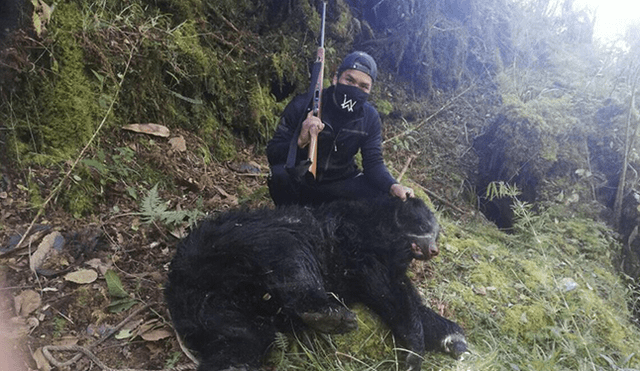 oso de anteojos cazador caza puno