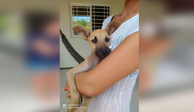 Desliza las imágenes para conocer el conmovedor gesto que tuvo una mujer al ayudar a un pequeño perro de la calle. Foto: Facebook