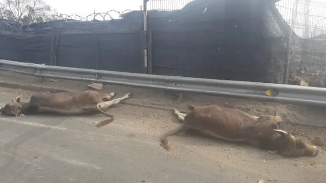 Animales muertos y vivos fueron retirados por la propia compañía que los trasladaba, mientras que el chofer y el camión fueron llevados a la comisaría de Monterrico. (Foto: Municipalidad de Surco)
