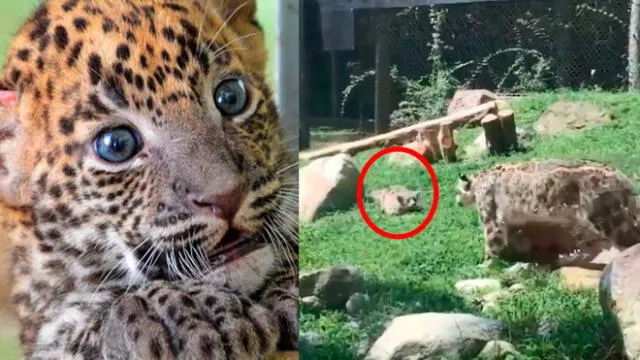 Facebook: mamá leopardo cae en la broma de su cachorro y su reacción sorprende [VIDEO]
