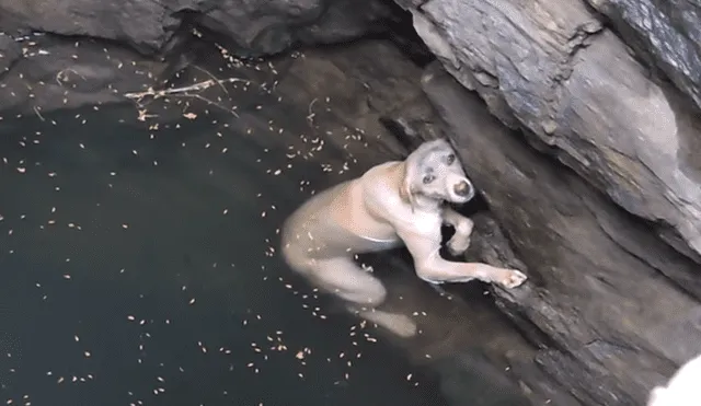 YouTube: perro cayó a pozo, no pudo salir, hasta que sucedió lo impensado [VIDEO]