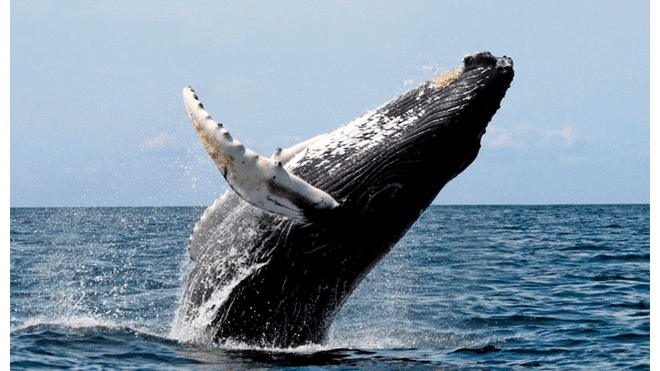 Mueren dos ballenas en playas de Brasil durante temporada de avistamiento