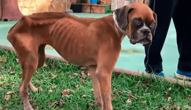 Facebook: perrita desnutrida estuvo a punto de morir hasta que un ‘ángel’ la rescató y ahora luce así [VIDEO]