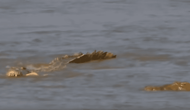 YouTube viral: cocodrilo pierde el hocico tras pelea brutal contra otro depredador en el río.