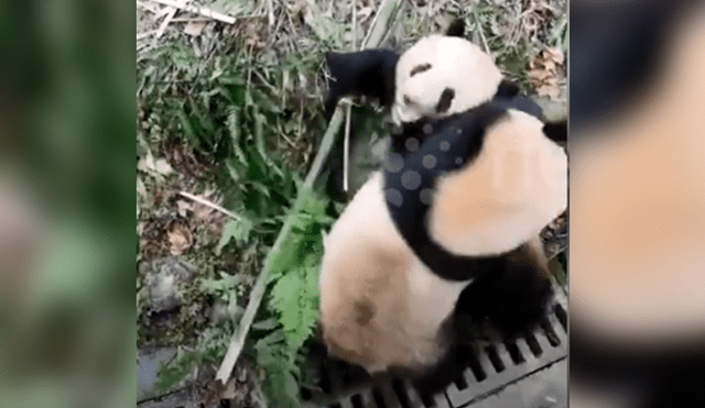 YouTube viral: turistas se percatan de brutal pelea entre pandas y usan curiosa técnica para evitarlo [VIDEO]