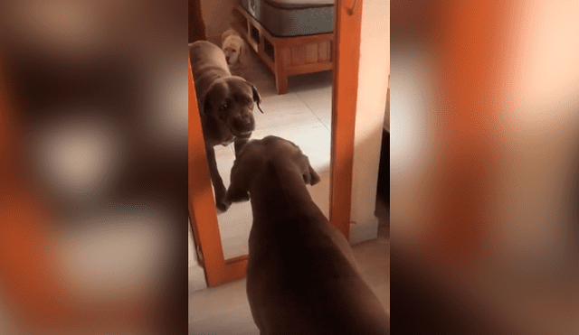 Desliza las imágenes hacia la izquierda para apreciar la travesura que realizó un perro al verse en un espejo.
