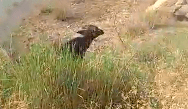 YouTube viral: Un búfalo quedó gravemente herido tras aparición de una misteriosa criatura [VIDEO] 