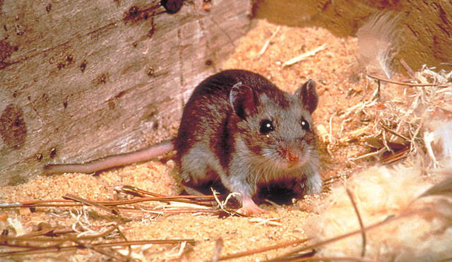 Los ratones suelen ser portadores del hantavirus. Foto: CDC.