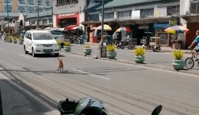 Vía YouTube: perrita ve que su cachorro fue atropellado y clama por ayuda en medio de la calle [VIDEO]