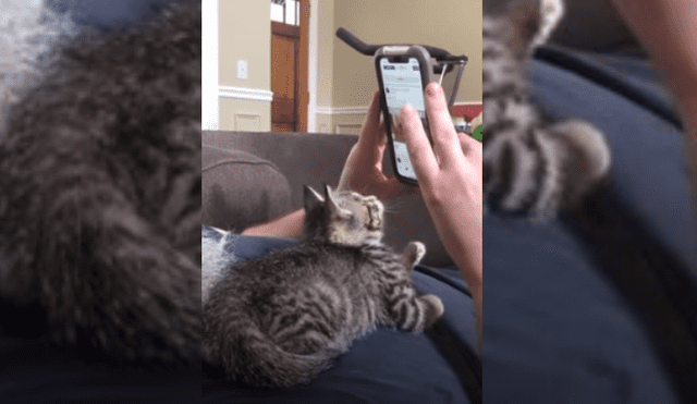 Video es viral en YouTube. Mujer grabó la graciosa conducta que tuvo el felino, mientras su dueño se entretenía revisando sus redes sociales desde su celular. Fotocaptura: YouTube