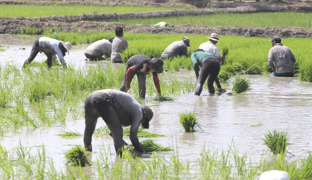 Más de 11.000 productores sembraron arroz en diciembre del 2020. Foto: Clinton Medina/La República.