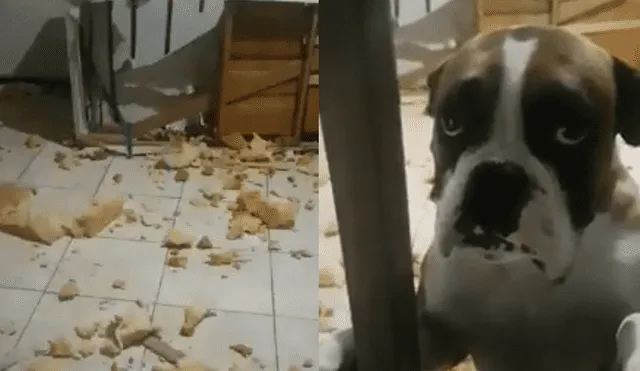 Le tierna reacción de un perro al ser reprendido por destruir un sillón [VIDEO]