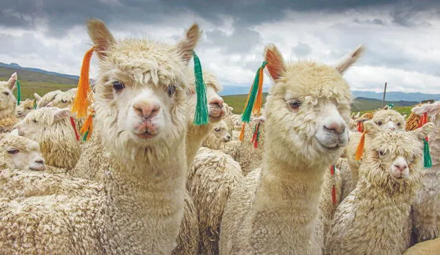 Día Nacional de la Alpaca: Perú lidera la producción mundial del camélido