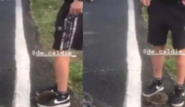 Tres jóvenes jugaron al fútbol con un erizo en plena calle. Foto: Captura