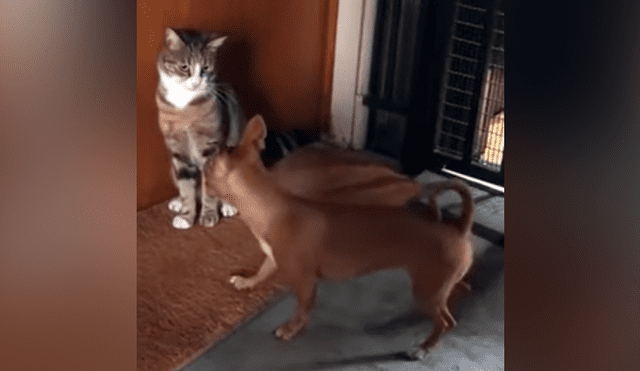 perro hace lo ‘imposible’ para volverse amigo de un gato y este tiene inesperada reacción 3
