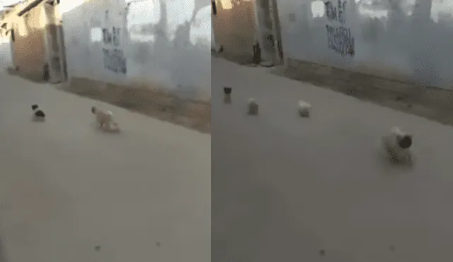 Video es viral en Facebook. El ‘pug’ jamás imaginó que el pequeño perro callejero que quería asustar regresaría con sus amigos y lo harían huir del miedo. Foto: Captura.