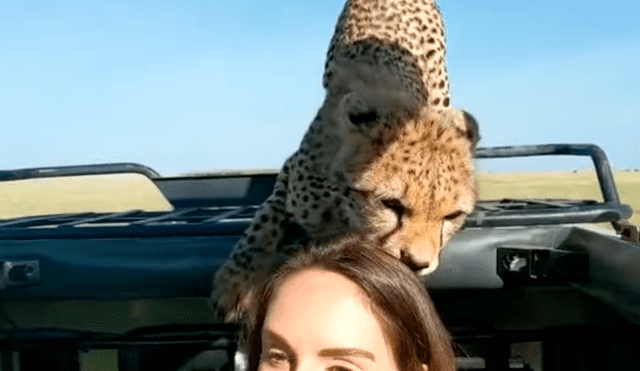 YouTube viral: mujer intenta tomarse ‘selfie’ con cheetah en safari, sin imaginar la reacción del felino