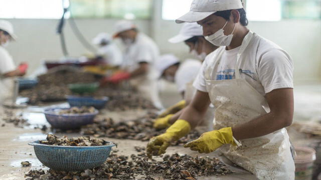 Pisco: 520 pescadores se benefician con proyecto para producción de conchas de abanico