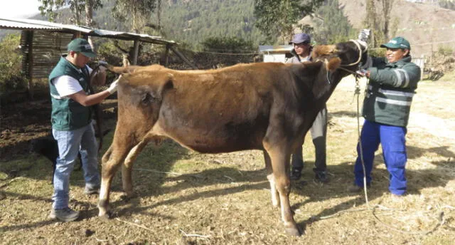 Senasa evaluará a 528 cabezas de ganado en Cusco para descarte de leucosis