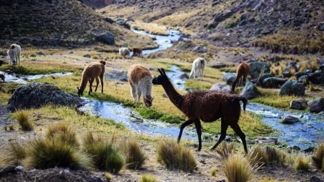 Carne llama destaca por su bajo precio.