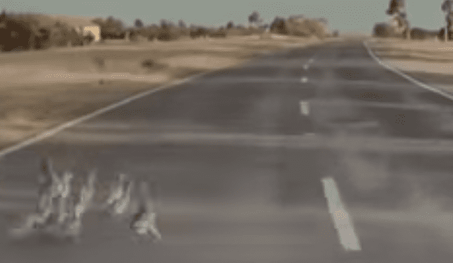 El vehículo que iba a más de 60 kilómetros por hora pudo esquivar a la familia de patos que cruzaba una autopista en Australia. Foto: captura