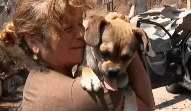 La familia declaró cómo fue que el perro logró sobrevivir al incendio forestal. Foto: captura de pantalla/Canal 24 Horas