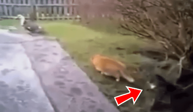 Facebook viral: gato quería cazar ave y su compañero frustra el ataque [VIDEO]